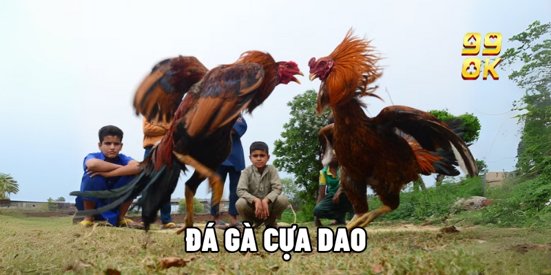 da ga cua dao 1